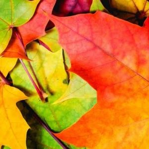 Meet your Posher, Jo